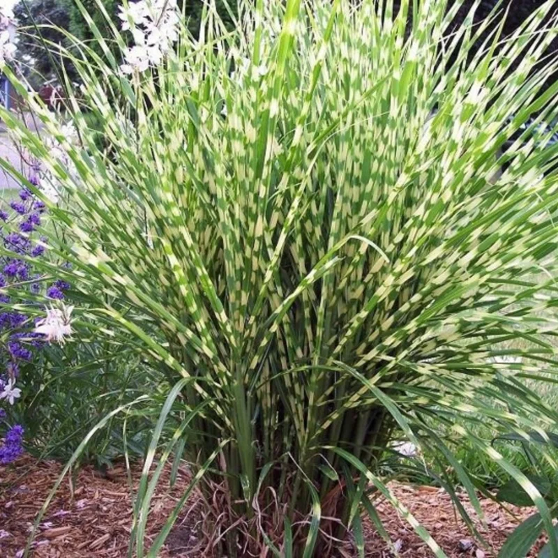 Ornamental Grass Live Plants Set 2, Landscaping Grass Plants Live for Decorative, Very Hardy, Low Maintenance, Color Grass