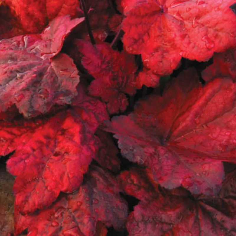Set 2 Heuchera Live Plants, Heuchera Change Color Seasonal Foliage, Perennial Coral Bells, Shade Plants