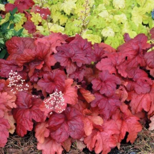 Set 2 Heuchera Live Plants, Heuchera Change Color Seasonal Foliage, Perennial Coral Bells, Shade Plants