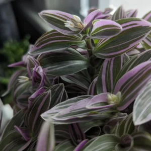 Tradescantia Plant Live - Nanouk Tradescantia Plant, Wandering Jew Plant 4 Inches Potted House Plant Live Indoor