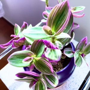 Pink Wandering Jew Plant, Tradescantia Nanouk Plant, Rare Houseplant In 4 Inches Pot, Live Houseplant Indoor Planting