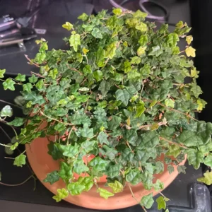 String Of Frogs Plant Live In 4 Inch Pot, Succulents Plant Live String Of Frogs, Live Plant Indoor String Of Frogs