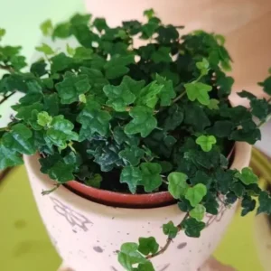 String Of Frogs Live, String Of Frog Live Plant 4 Inch Pot, Succulent String Of Frogs Plant, Live Plant String Of Frogs