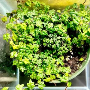 String Of Frogs Live, String Of Frog Live Plant 4 Inch Pot, Succulent String Of Frogs Plant, Live Plant String Of Frogs