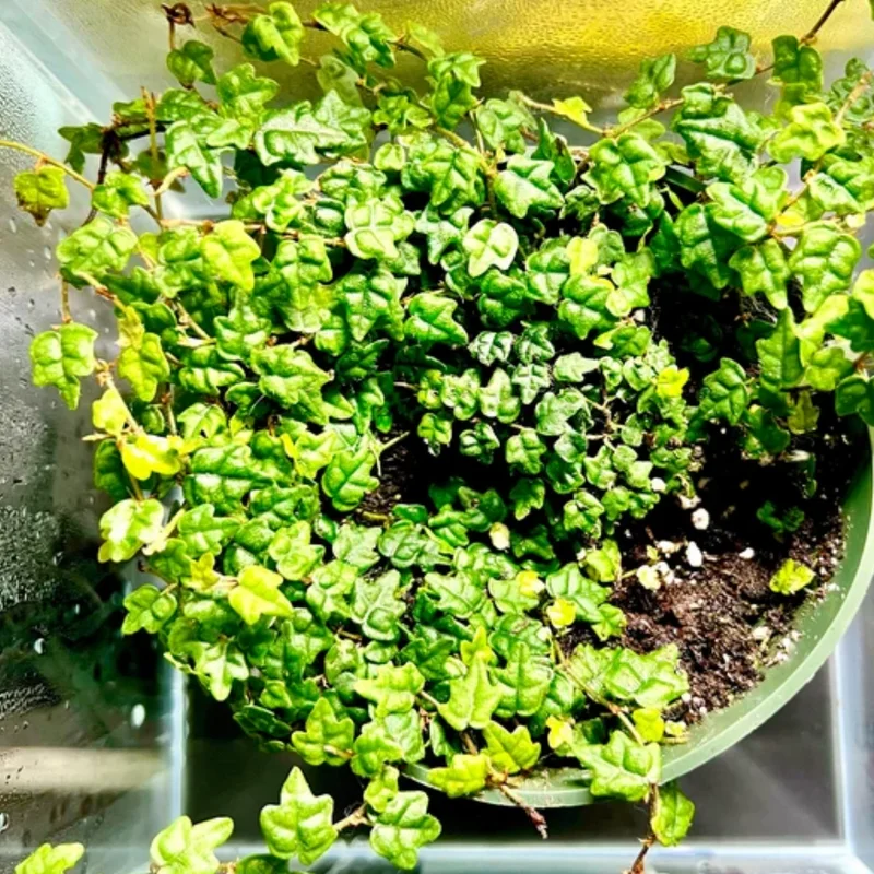 String Of Frogs Live, String Of Frog Live Plant 4 Inch Pot, Succulent String Of Frogs Plant, Live Plant String Of Frogs