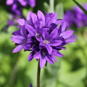 Campanula Flowers Plant Starter Plant In Pot, Campanula Plant Live For Fall Planting, Growing Well