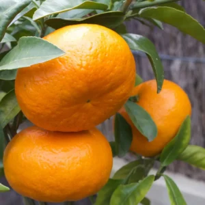 Murcott Tangerine Tree Live, Live Tangerine Fruit Plant, Murcott Tangerine Outdoor Fruit Tree, Live Tropical Fruit Tree Potted, 2 to 3 Feet Tall