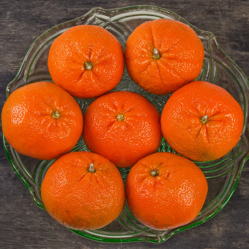 Murcott Mandarin Tree, Tangerine Tree, Murcott Citrus Fruit tree, Tangerine Fruit Tree 3 Feet Tall from the Pot Base