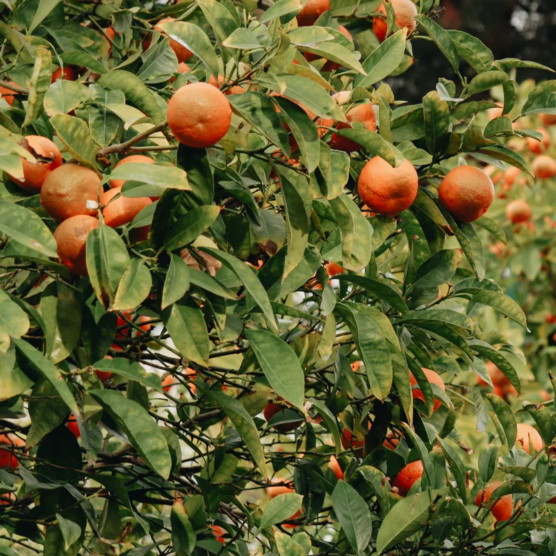 Murcott Tangerine Tree Live, Live Tangerine Fruit Plant, Murcott Tangerine Outdoor Fruit Tree, Live Tropical Fruit Tree Potted, 2 to 3 Feet Tall