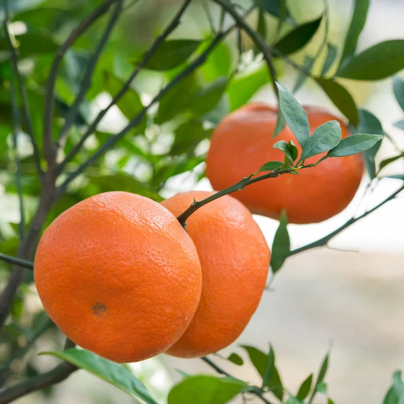 Murcott Mandarin Tree, Tangerine Tree, Murcott Citrus Fruit tree, Tangerine Fruit Tree 3 Feet Tall from the Pot Base