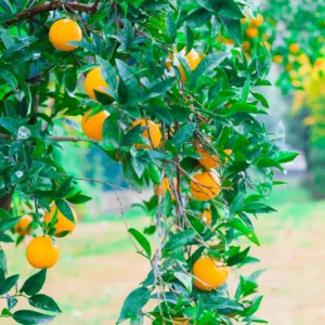 Murcott Mandarin Tangerine Tree, Grafted Murcott Tangerine 3 Feet Tall, Murcott Tangerine Tree In Pot, Murcott Tangerine Fruit Tree Live Plant Outdoor