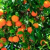 Red Navel Orange Tree, Grafted Orange 3 Feet Tall In Gallon Pot, Live Red Navel Orange Tree, Orange Fruit Tree, Fruit Tree Live Plant Outdoor