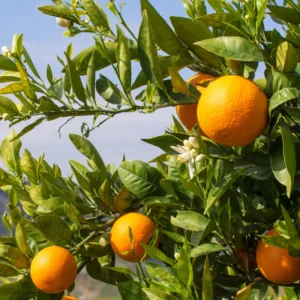 Red Navel Orange Tree Live Plant, Rede Orange Tree Live Plant Navel Orange Tree Citrus 3 Feet Tall In Gallon Pot, Grafted Fruit Tree