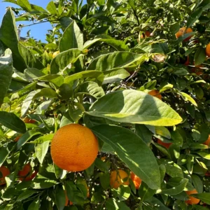 Seedless Navel Orange Tree, Red Navel Citrus Tree, Red Orange Fruit Tree 2 To 3 Feet Tall In Gallon Pot, Red Navel Orange Tree Live Plant Outdoor