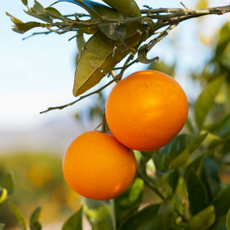 Seedless Navel Orange Tree, Red Navel Citrus Tree, Red Orange Fruit Tree 2 To 3 Feet Tall In Gallon Pot, Red Navel Orange Tree Live Plant Outdoor