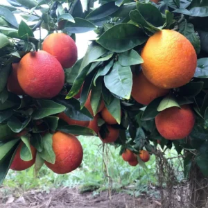 Miniature Blood Orange Tree From 2 Feet Tall, Live Orange Tree Outdoor, Sweet Orange Tree Live Outdoor Garden In Pot