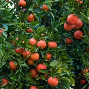 Blood Red Orange Tree, Live Orange Tree Large Tree 2 To 3 Feet Height Potted, Outdoor Orange Fruit Tree, Orange Tree Live Plant Outdoor