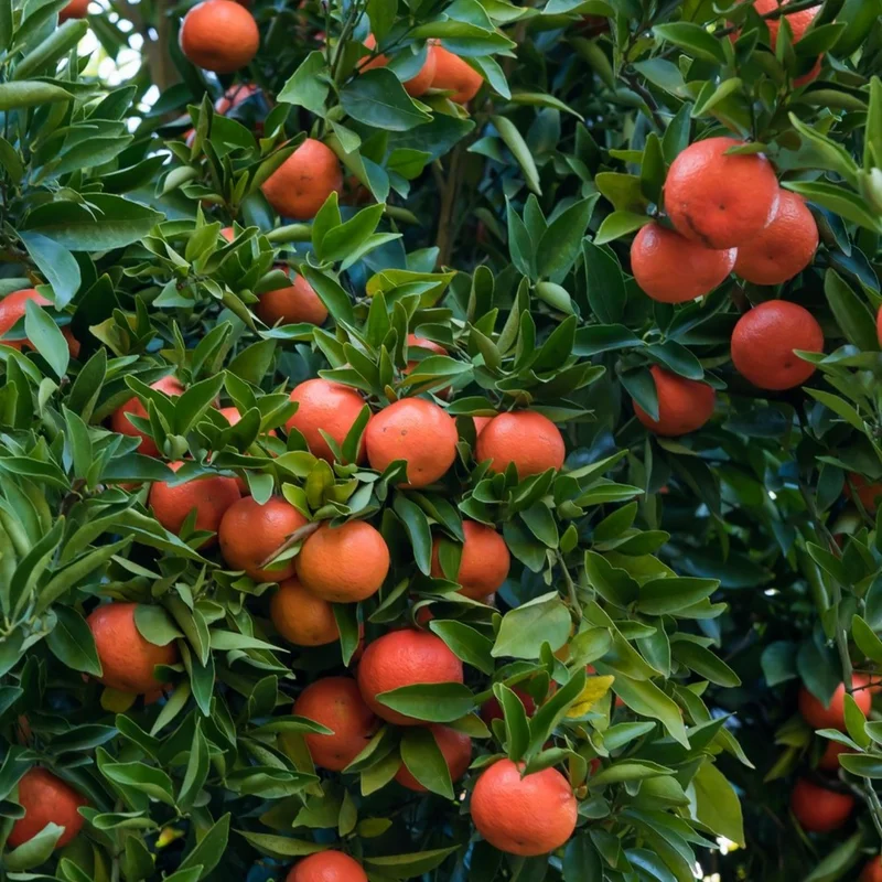 Blood Red Orange Tree, Live Orange Tree Large Tree 2 To 3 Feet Height Potted, Outdoor Orange Fruit Tree, Orange Tree Live Plant Outdoor