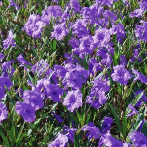 8 Inch Tall Mexican Petunias Live Plants Pink, Well Rooted Mexican Petunias Live Plants For Planting Outdoors, Potted