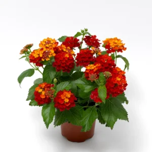 4 Lantana Live Plants For Planting Outdoors - 4 Inch Pot, 5 to 6 Inch Tall- Perennial Lantana Plants for Garden, Live Flowering Plants for Outdoor Spaces
