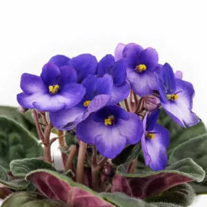 African Violet Plant Live In 4 Inch Pot - Perfect for Indoor Garden, African Violet Flowers