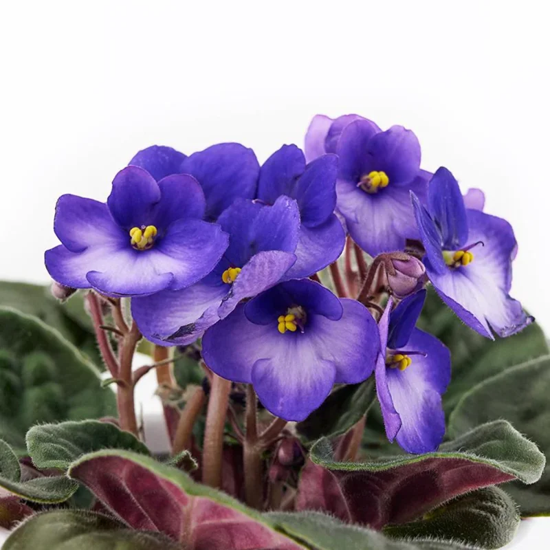 African Violet Plant Live In 4 Inch Pot - Perfect for Indoor Garden, African Violet Flowers