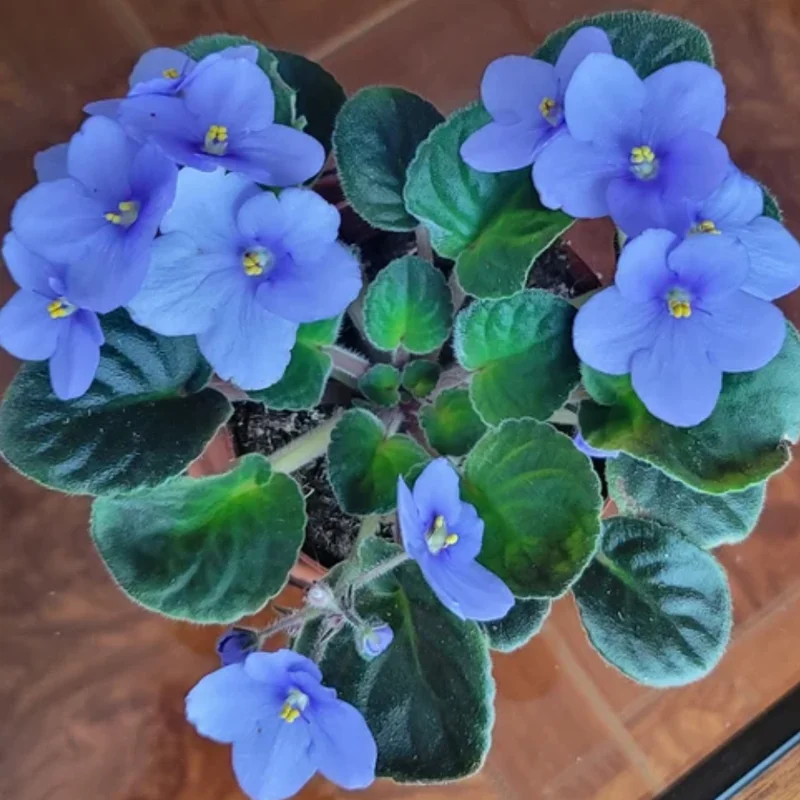 African Violet Plant Live In 4 Inch Pot - Perfect for Indoor Garden, African Violet Flowers