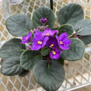 African Violet Plant Live In 4 Inch Pot - Perfect for Indoor Garden, African Violet Flowers