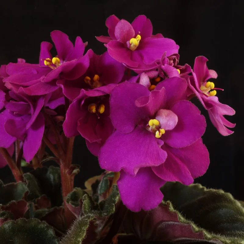 African Violet Plant Live In 4 Inch Pot - Perfect for Indoor Garden, African Violet Flowers