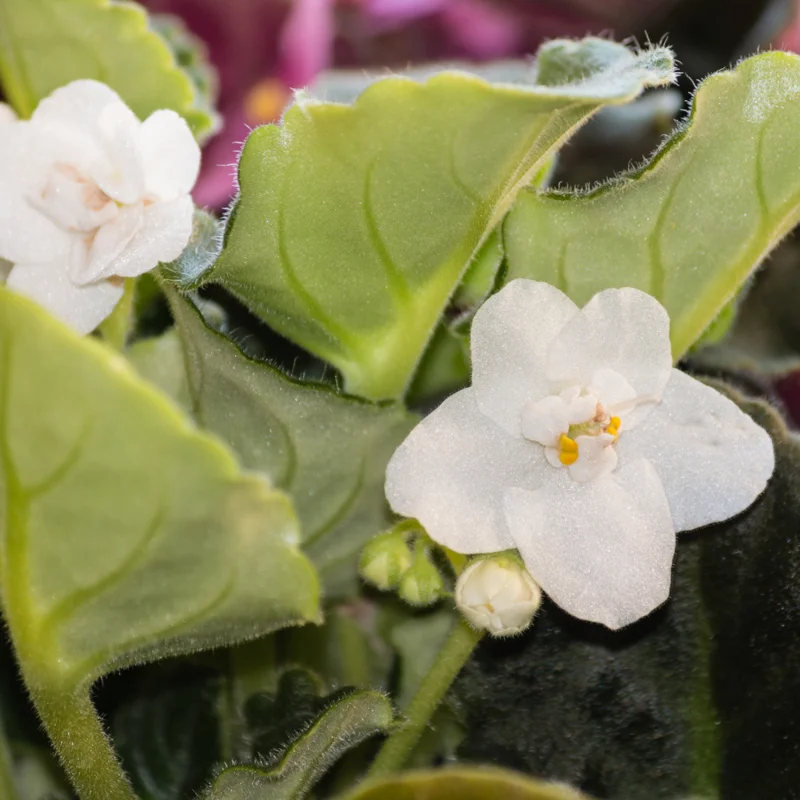 African Violet Plant Live In 4 Inch Pot - Perfect for Indoor Garden, African Violet Flowers
