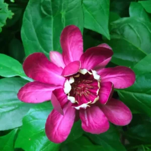 Red Pink Sweetshrub Live Shrub Plant - Fragrant - 4 Inch Pot