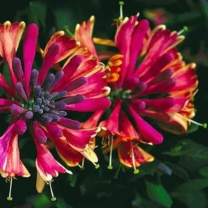 Fragrant Serotina Belgica Honeysuckle Plant Live Vine, Late Dutch Lonicera Perennial Honeysuckle Plants in 2.5 Inch Pot