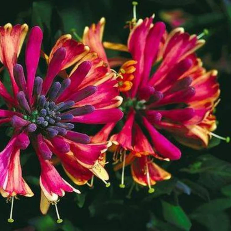 Fragrant Serotina Belgica Honeysuckle Plant Live Vine, Late Dutch Lonicera Perennial Honeysuckle Plants in 2.5 Inch Pot