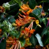 Fragrant Dropmore Scarlet Climbing Honeysuckle Plant Live Vine, Lonicera Perennial Honeysuckle Plants in 2.5 Inch Pot, 4-10" Tall