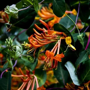 Fragrant Dropmore Scarlet Climbing Honeysuckle Plant Live Vine, Lonicera Perennial Honeysuckle Plants in 2.5 Inch Pot, 4-10" Tall