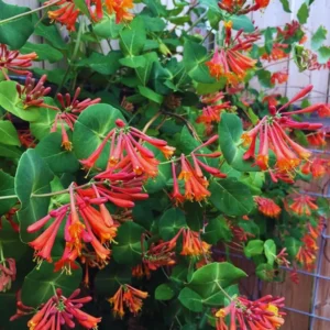 Fragrant Dropmore Scarlet Climbing Honeysuckle Plant Live Vine, Lonicera Perennial Honeysuckle Plants in 2.5 Inch Pot, 4-10