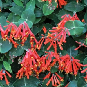 Fragrant Dropmore Scarlet Climbing Honeysuckle Plant Live Vine, Lonicera Perennial Honeysuckle Plants in 2.5 Inch Pot, 4-10
