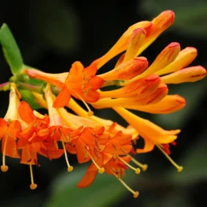 Fragrant Dropmore Scarlet Climbing Honeysuckle Plant Live Vine, Lonicera Perennial Honeysuckle Plants in 2.5 Inch Pot, 4-10