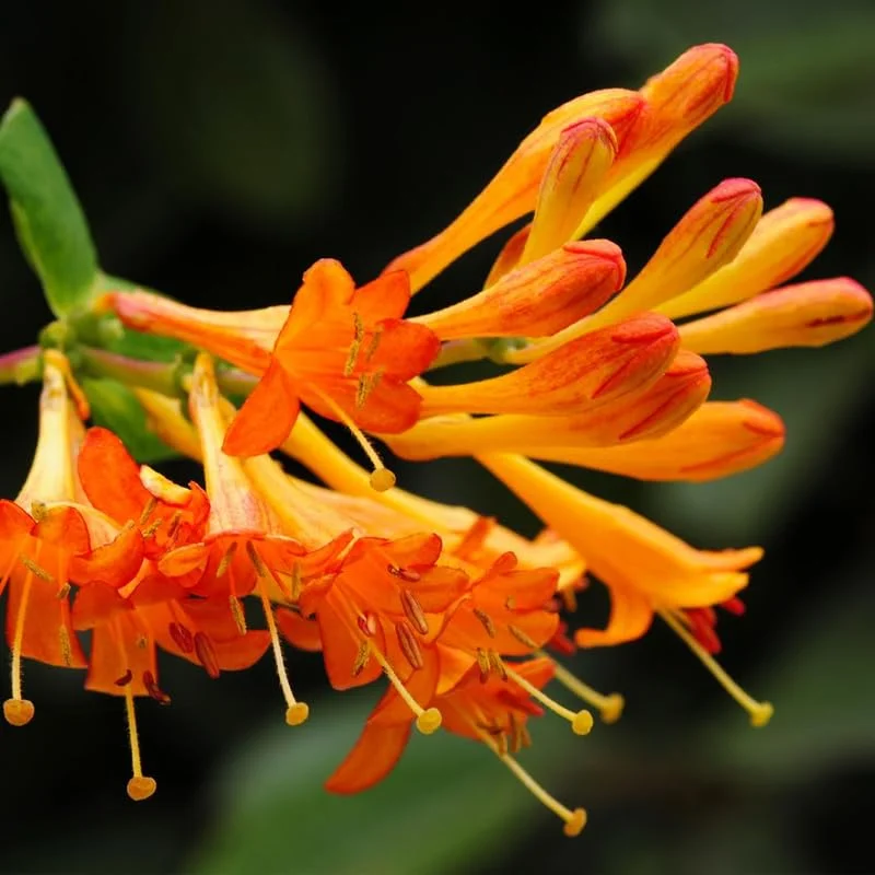 Fragrant Dropmore Scarlet Climbing Honeysuckle Plant Live Vine, Lonicera Perennial Honeysuckle Plants in 2.5 Inch Pot, 4-10" Tall