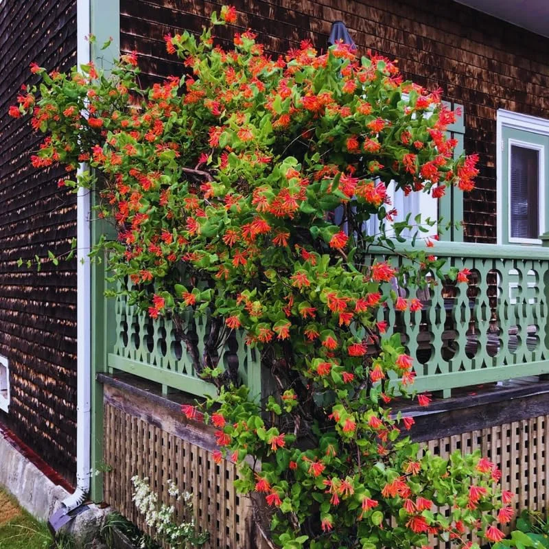 Fragrant Dropmore Scarlet Climbing Honeysuckle Plant Live Vine, Lonicera Perennial Honeysuckle Plants in 2.5 Inch Pot, 4-10" Tall