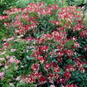 Fragrant Serotina Belgica Honeysuckle Plant Live Vine, Late Dutch Lonicera Perennial Honeysuckle Plants in 2.5 Inch Pot