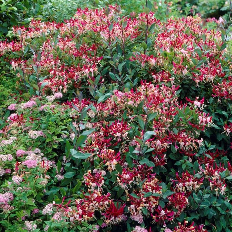 Fragrant Serotina Belgica Honeysuckle Plant Live Vine, Late Dutch Lonicera Perennial Honeysuckle Plants in 2.5 Inch Pot