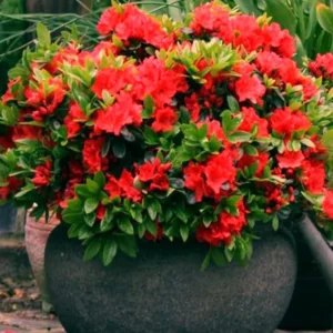 Red Azalea Rhododendron Plant Live Shrubs Bushes Flowers in 4