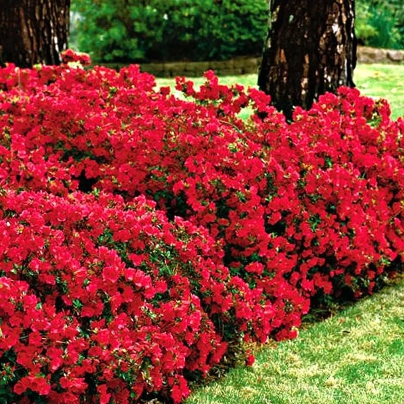 Red Azalea Rhododendron Plant Live Shrubs Bushes Flowers in 4" Pot, Very Hardy, Red Color
