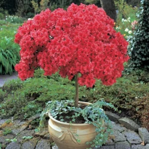 Red Azalea Rhododendron Plant Live Shrubs Bushes Flowers in 4