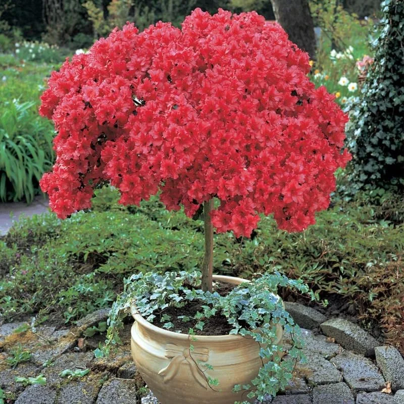 Red Azalea Rhododendron Plant Live Shrubs Bushes Flowers in 4" Pot, Very Hardy, Red Color