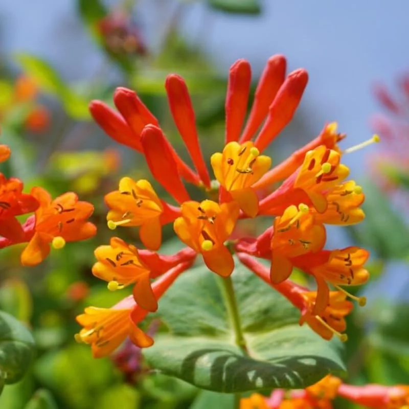 Fragrant Dropmore Scarlet Climbing Honeysuckle Plant Live Vine, Lonicera Perennial Honeysuckle Plants in 2.5 Inch Pot, 4-10" Tall