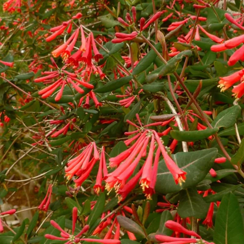 Fragrant Dropmore Scarlet Climbing Honeysuckle Plant Live Vine, Lonicera Perennial Honeysuckle Plants in 2.5 Inch Pot, 4-10" Tall