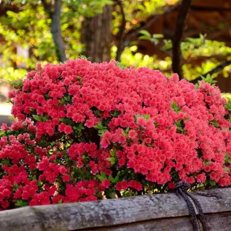 Red Azalea Rhododendron Plant Live Shrubs Bushes Flowers in 4" Pot, Very Hardy, Red Color