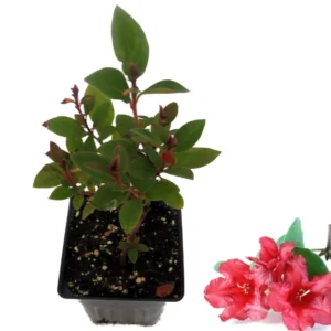 Red Azalea Rhododendron Plant Live Shrubs Bushes Flowers in 4